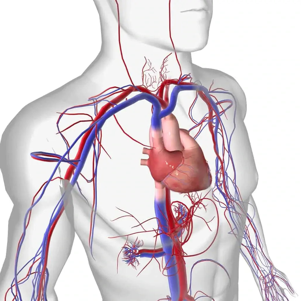 Kardiovaskuläres System