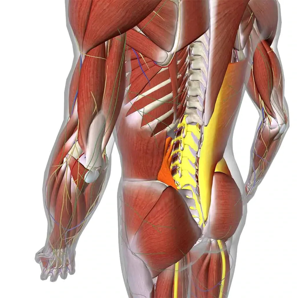 Wirbelsäule und Muskulatur vom unteren Rücken
