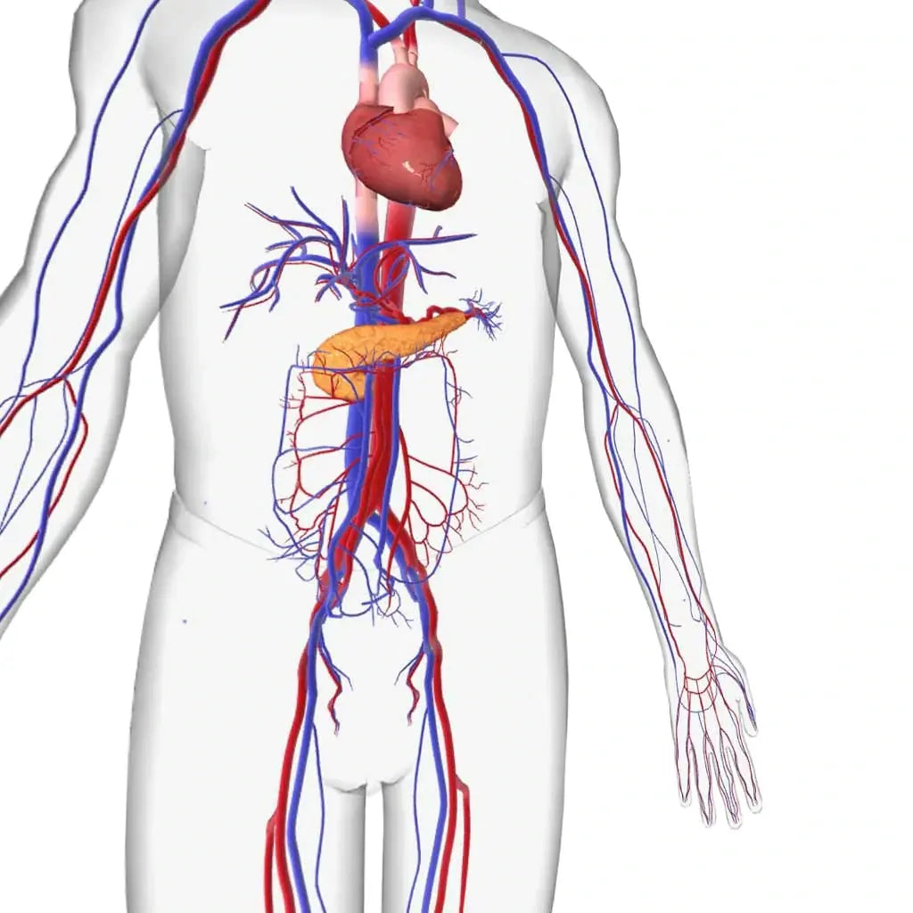 Kardiovaskuläres System und Pankreas