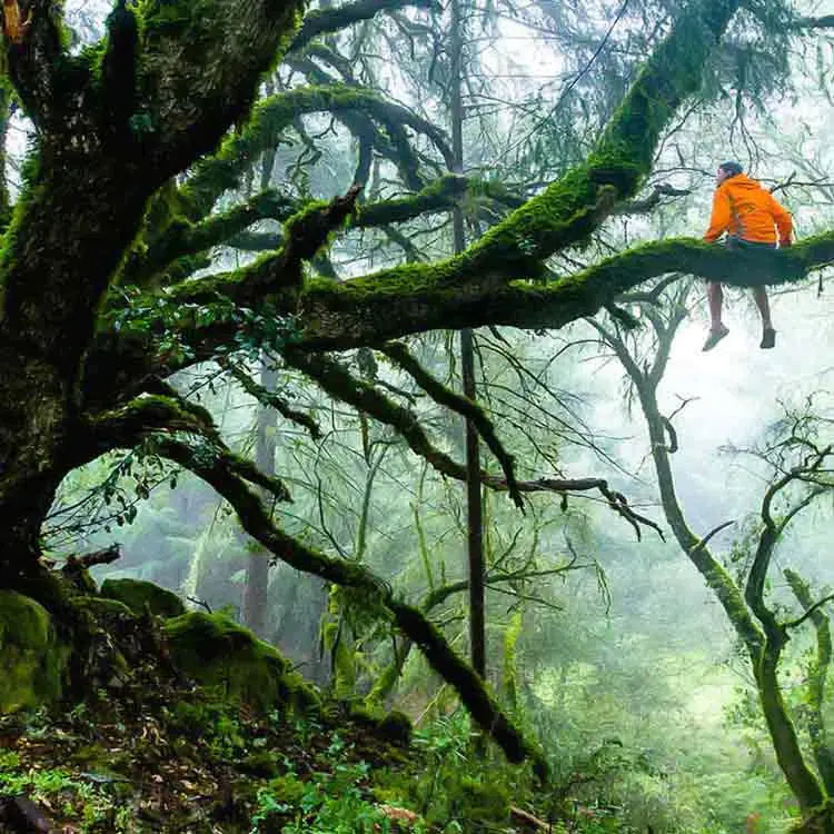 Alter Baum mit Mann in Orangejacke, der auf Ast sitzt